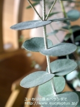 fancyboxｱｰﾆｹﾞﾗ(Eucalyptus urnigera)の画像16