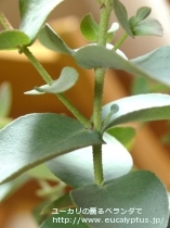 fancyboxｱｰﾆｹﾞﾗ(Eucalyptus urnigera)の画像17
