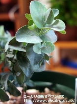 fancyboxｱｰﾆｹﾞﾗ(Eucalyptus urnigera)の画像19