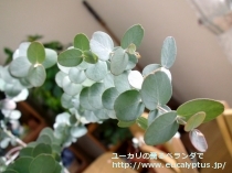 fancyboxｱｰﾆｹﾞﾗ(Eucalyptus urnigera)の画像20