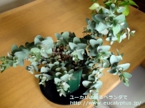fancyboxｱｰﾆｹﾞﾗ(Eucalyptus urnigera)の画像2