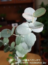 fancyboxｱｰﾆｹﾞﾗ(Eucalyptus urnigera)の画像22