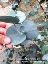 fancyboxｱｰﾆｹﾞﾗ(Eucalyptus urnigera)の画像11