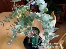 fancyboxｱｰﾆｹﾞﾗ(Eucalyptus urnigera)の画像3