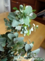 fancyboxｱｰﾆｹﾞﾗ(Eucalyptus urnigera)の画像4