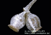 fancyboxｱｰﾆｹﾞﾗ(Eucalyptus urnigera)の画像7