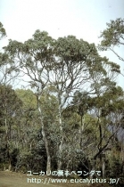 fancyboxｱｰﾆｹﾞﾗ(Eucalyptus urnigera)の画像8