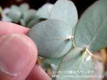 fancyboxｱｰﾆｹﾞﾗ(Eucalyptus urnigera)の画像9
