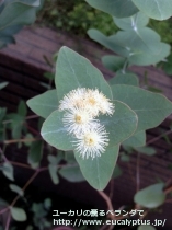 fancyboxﾒﾗﾉﾌﾛｲｱ(Eucalyptus melanophloia)の画像8