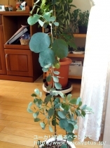 fancyboxﾌﾟﾙｲﾉｻ(Eucalyptus pruinosa)の画像1