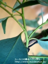 fancyboxﾌﾟﾙｲﾉｻ(Eucalyptus pruinosa)の画像10