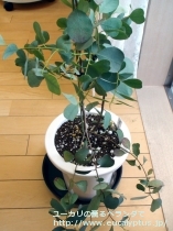 fancyboxﾌﾟﾙｲﾉｻ(Eucalyptus pruinosa)の画像11