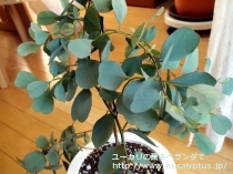 fancyboxﾌﾟﾙｲﾉｻ(Eucalyptus pruinosa)の画像2
