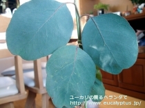 fancyboxﾌﾟﾙｲﾉｻ(Eucalyptus pruinosa)の画像3