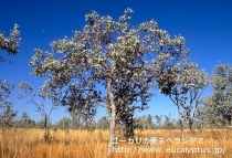 fancyboxﾌﾟﾙｲﾉｻ(Eucalyptus pruinosa)の画像4