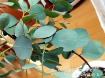 fancyboxﾌﾟﾙｲﾉｻ(Eucalyptus pruinosa)の画像5