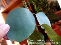 fancyboxﾌﾟﾙｲﾉｻ(Eucalyptus pruinosa)の画像6