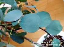 fancyboxﾌﾟﾙｲﾉｻ(Eucalyptus pruinosa)の画像7
