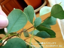 fancyboxﾌﾟﾙｲﾉｻ(Eucalyptus pruinosa)の画像8