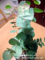 fancyboxｾﾌｧﾛｶﾙﾊﾟ(Eucalyptus cephalocarpa)の画像3