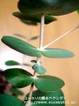 fancyboxｾﾌｧﾛｶﾙﾊﾟ(Eucalyptus cephalocarpa)の画像6
