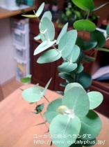 fancyboxｾﾌｧﾛｶﾙﾊﾟ(Eucalyptus cephalocarpa)の画像8