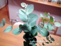 fancyboxｾﾌｧﾛｶﾙﾊﾟ(Eucalyptus cephalocarpa)の画像9
