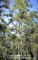 fancyboxｻﾌﾞｸﾚﾇﾗｰﾀ(Eucalyptus subcrenulata)の画像3
