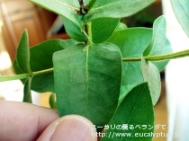 fancyboxｻﾌﾞｸﾚﾇﾗｰﾀ(Eucalyptus subcrenulata)の画像6