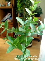 fancyboxｻﾌﾞｸﾚﾇﾗｰﾀ(Eucalyptus subcrenulata)の画像8