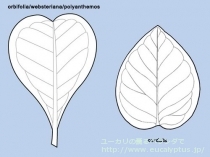 fancyboxｺﾙﾀﾞｰﾀ(Eucalyptus cordata)の画像2