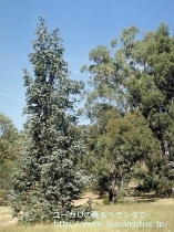 fancyboxｺﾙﾀﾞｰﾀ(Eucalyptus cordata)の画像4