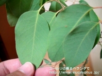 fancyboxﾃﾞﾚｶﾞﾃﾝｼｽ･ﾀｽﾏﾆｴﾝｼｽ(Eucalyptus delegatensis ssp. tasmaniensis)の画像10