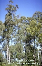 fancyboxﾃﾞﾚｶﾞﾃﾝｼｽ･ﾀｽﾏﾆｴﾝｼｽ(Eucalyptus delegatensis ssp. tasmaniensis)の画像11