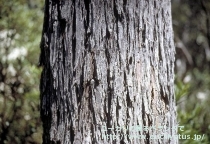 fancyboxﾃﾞﾚｶﾞﾃﾝｼｽ･ﾀｽﾏﾆｴﾝｼｽ(Eucalyptus delegatensis ssp. tasmaniensis)の画像12