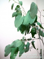fancyboxﾃﾞﾚｶﾞﾃﾝｼｽ･ﾀｽﾏﾆｴﾝｼｽ(Eucalyptus delegatensis ssp. tasmaniensis)の画像13