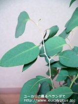 fancyboxﾃﾞﾚｶﾞﾃﾝｼｽ･ﾀｽﾏﾆｴﾝｼｽ(Eucalyptus delegatensis ssp. tasmaniensis)の画像2
