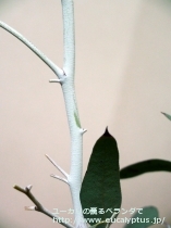 fancyboxﾃﾞﾚｶﾞﾃﾝｼｽ･ﾀｽﾏﾆｴﾝｼｽ(Eucalyptus delegatensis ssp. tasmaniensis)の画像3