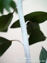 fancyboxﾃﾞﾚｶﾞﾃﾝｼｽ･ﾀｽﾏﾆｴﾝｼｽ(Eucalyptus delegatensis ssp. tasmaniensis)の画像4