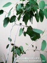 fancyboxﾃﾞﾚｶﾞﾃﾝｼｽ･ﾀｽﾏﾆｴﾝｼｽ(Eucalyptus delegatensis ssp. tasmaniensis)の画像5