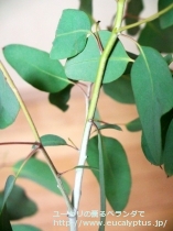 fancyboxﾃﾞﾚｶﾞﾃﾝｼｽ･ﾀｽﾏﾆｴﾝｼｽ(Eucalyptus delegatensis ssp. tasmaniensis)の画像6