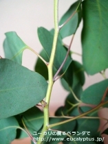 fancyboxﾃﾞﾚｶﾞﾃﾝｼｽ･ﾀｽﾏﾆｴﾝｼｽ(Eucalyptus delegatensis ssp. tasmaniensis)の画像7