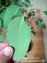 fancyboxﾃﾞﾚｶﾞﾃﾝｼｽ･ﾀｽﾏﾆｴﾝｼｽ(Eucalyptus delegatensis ssp. tasmaniensis)の画像8