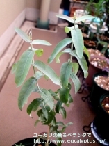 fancyboxｸﾞﾛﾌﾞﾙｽ(Eucalyptus globulus ssp. globulus)の画像1