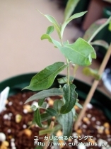 fancyboxｸﾞﾛﾌﾞﾙｽ(Eucalyptus globulus ssp. globulus)の画像6