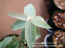 fancyboxｸﾞﾛﾌﾞﾙｽ(Eucalyptus globulus ssp. globulus)の画像7