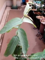 fancyboxｸﾞﾛﾌﾞﾙｽ(Eucalyptus globulus ssp. globulus)の画像8