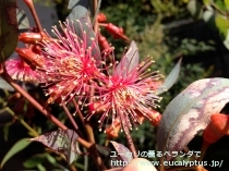 fancyboxﾄﾙｸｧｰﾀ(Eucalyptus torquata)の画像5
