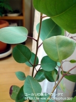 fancyboxｸﾚｲﾄﾞｶﾘｯｸｽ･ﾅﾅ(Eucalyptus cladocalyx nana)の画像10