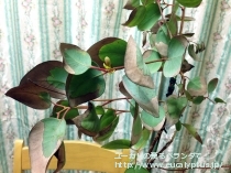 fancyboxｸﾚｲﾄﾞｶﾘｯｸｽ･ﾅﾅ(Eucalyptus cladocalyx nana)の画像11